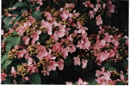 Viburnum plicatum Pink Beauty